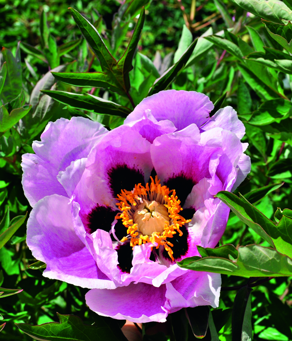 Tree peony - Grey Butterfly | Centro Botanico Moutan